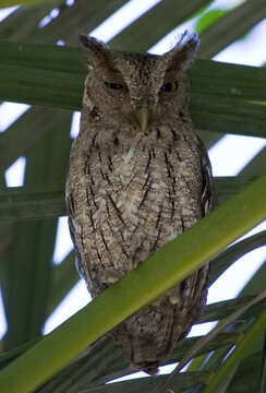 Image of Screech owl