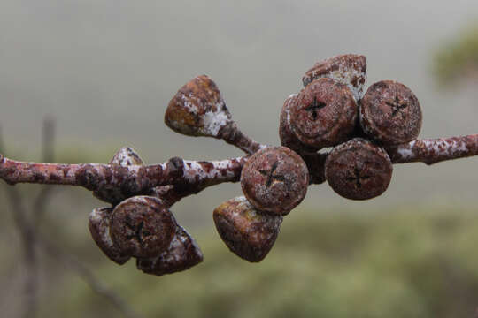 Imagem de Eucalyptus coccifera Hook. fil.