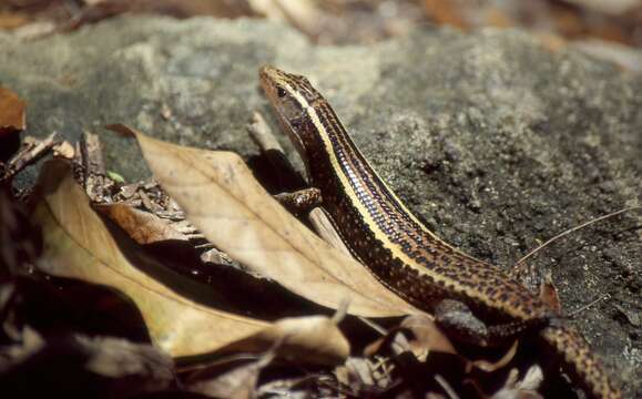 Image of Madagascar Girdled Lizard