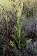 Image of Lizard orchid