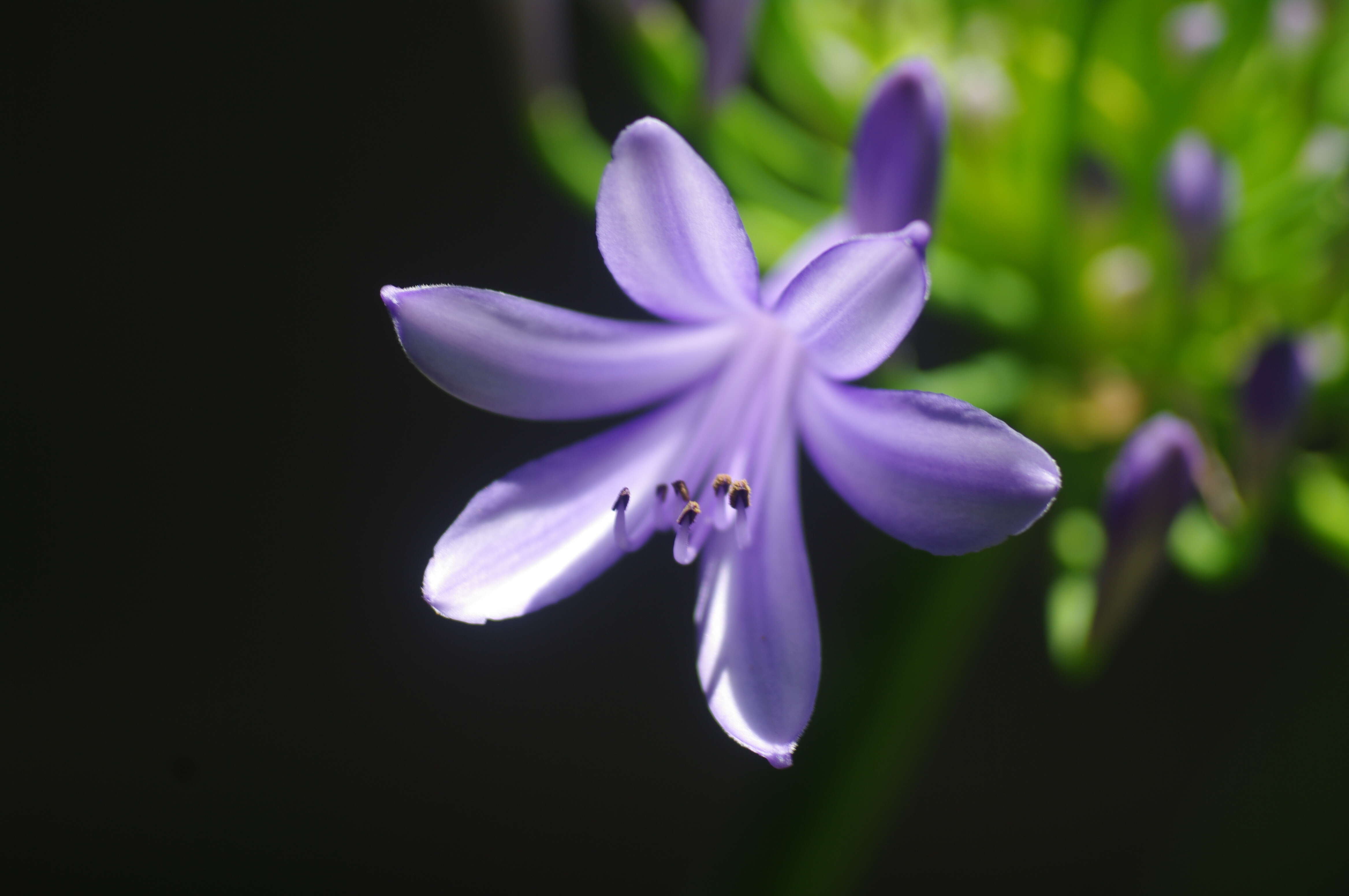 Imagem de Agapanthus africanus (L.) Hoffmanns.