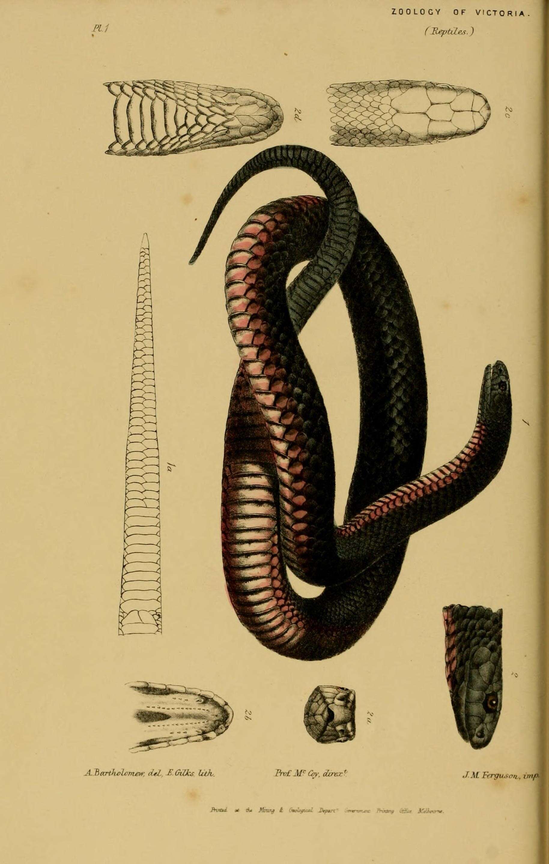 Image of red-bellied black snake