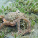 Image of Atlantic longarm octopus