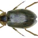 Image of Berosus (Berosus) affinis Brullé 1835