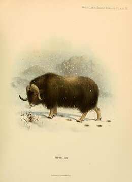 Image of muskox