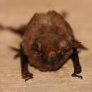 Image of African Sheath-tailed Bat