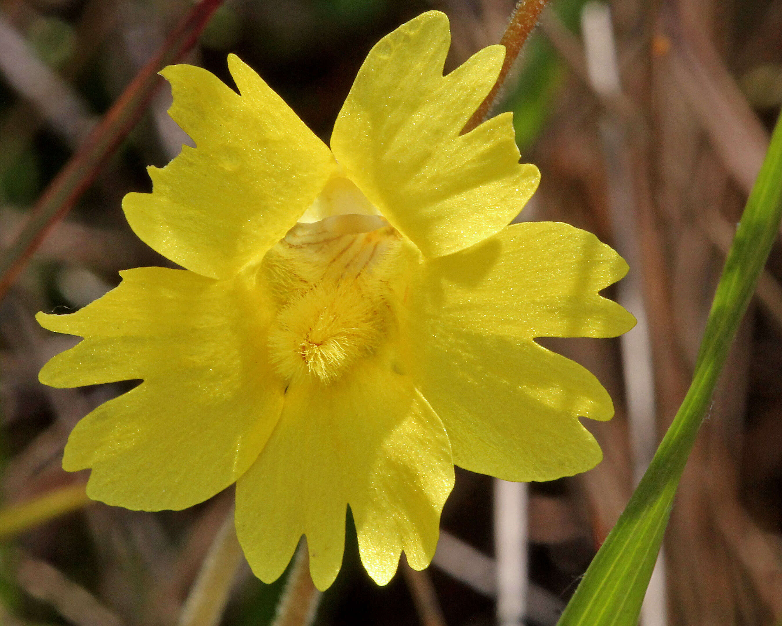 Image of yellow butterwort