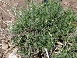 Image of rabbitbrush