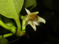 Image of mangrove