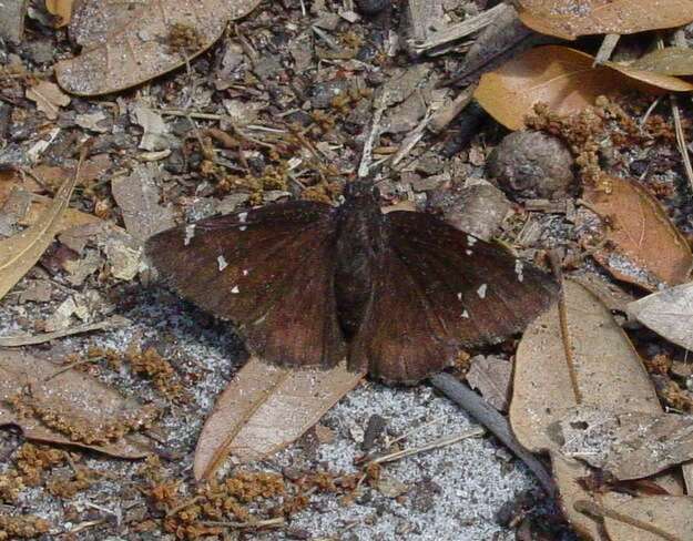 Image of Northern Cloudywing