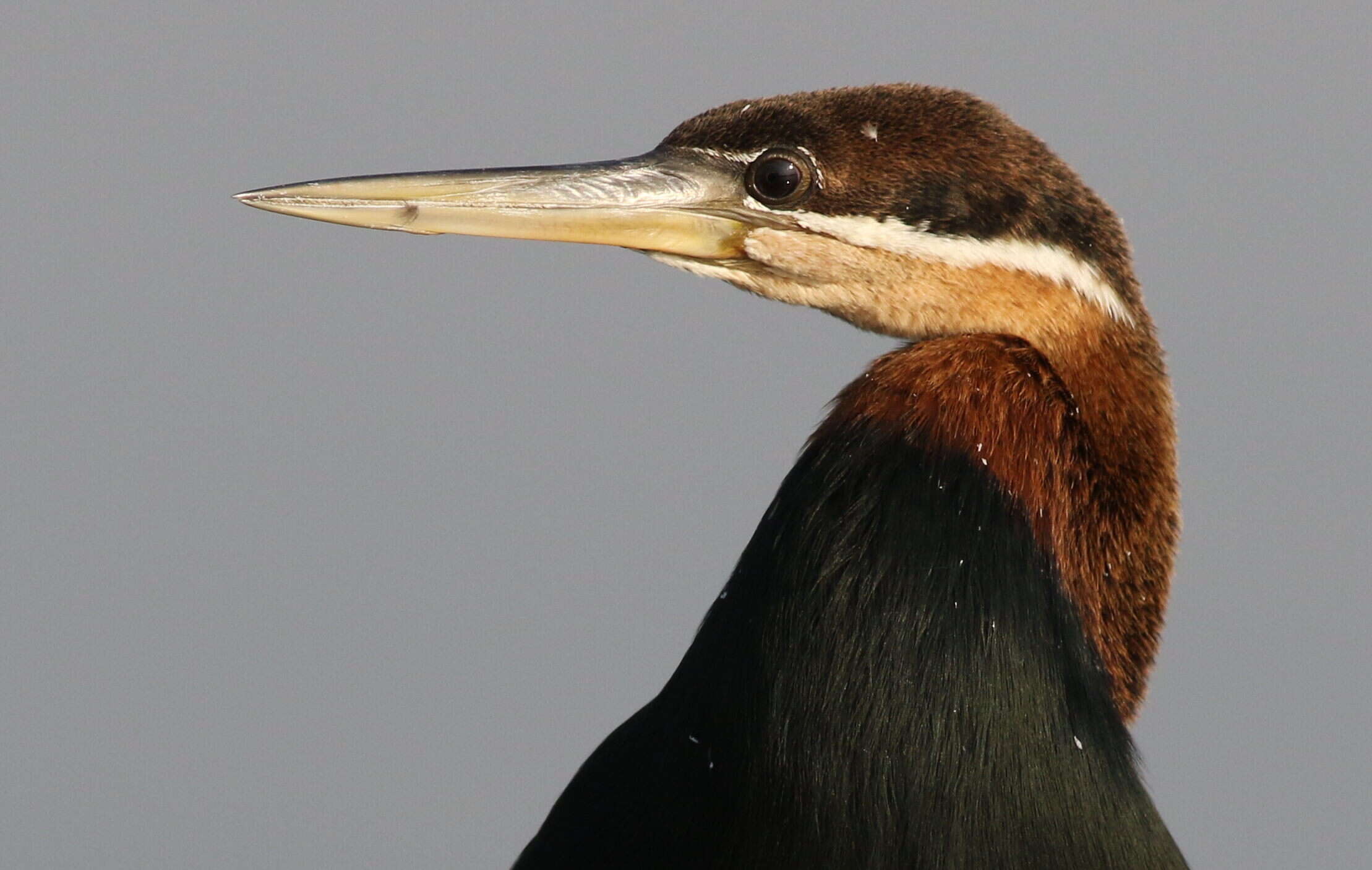 Image of anhingas and darters