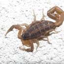 Image of Striped Bark Scorpion