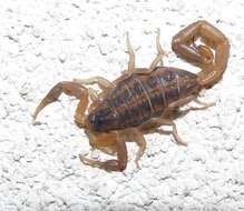Image of Bark Scorpions