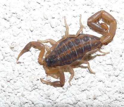 Image of Bark Scorpions