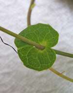 Image of Passiflora watsoniana Mast.