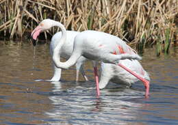 Imagem de Phoenicopterus Linnaeus 1758