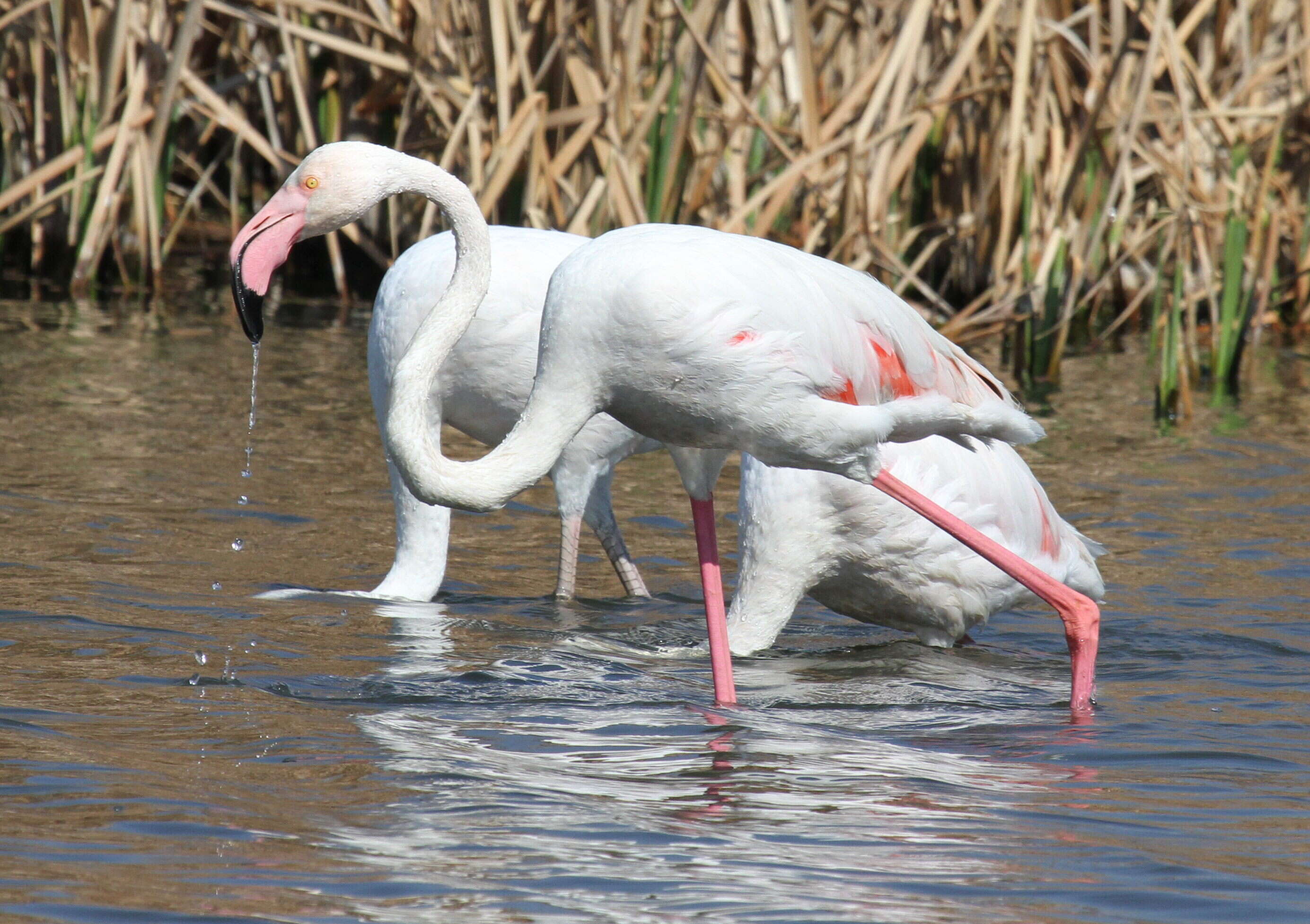 Imagem de Phoenicopterus Linnaeus 1758