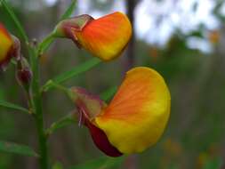 Sivun Bossiaea heterophylla Vent. kuva