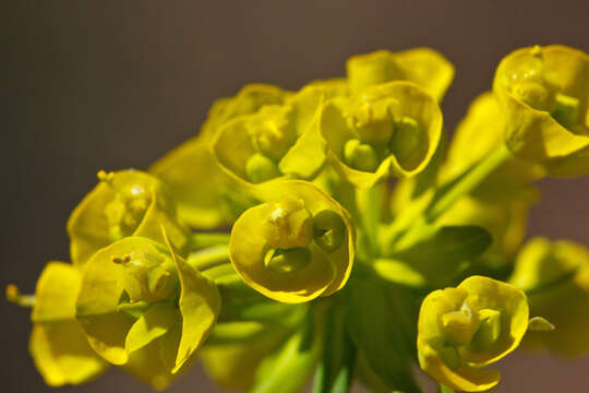 Image of Cypress Spurge