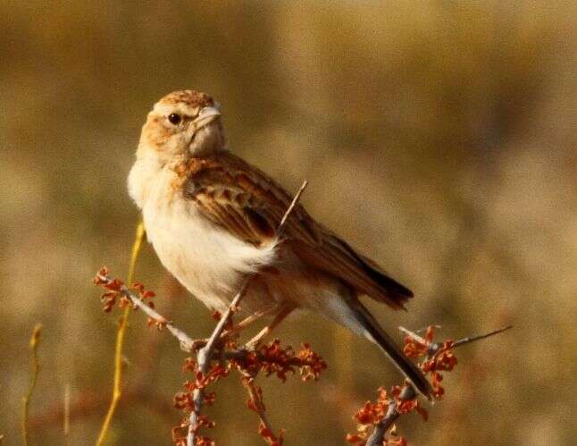 Image of Fawn-colored Lark