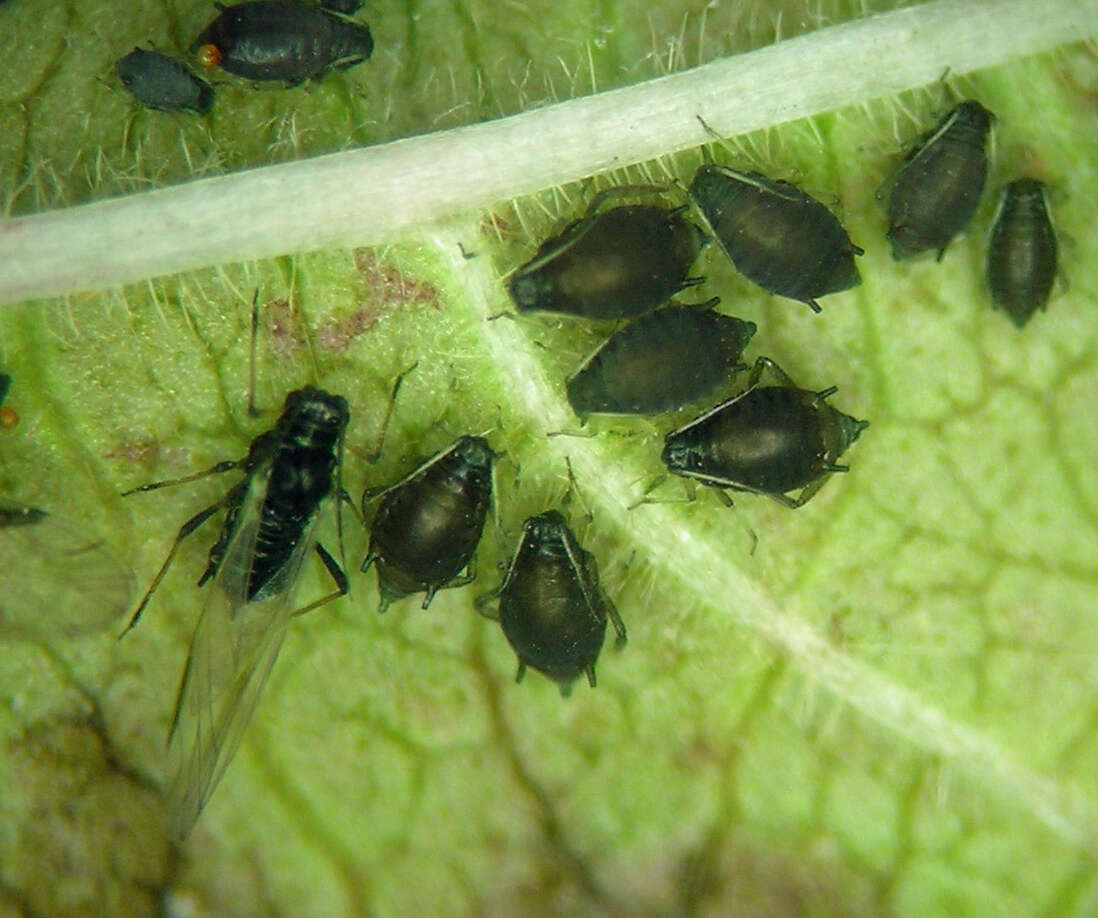 Image of Black bean aphid