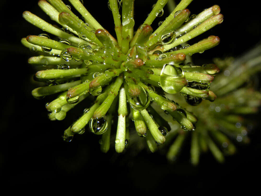 Image of Cojoba sophorocarpa (Benth. & Hook. fil.) Britton & Rose