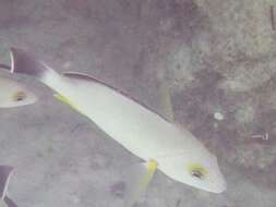 Image of Blacktail snapper