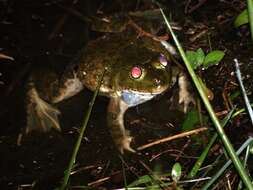 Image of Hoplobatrachus Peters 1863