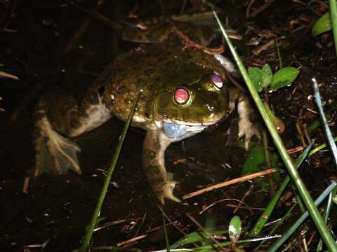 Image of African Groove-crowned Frog