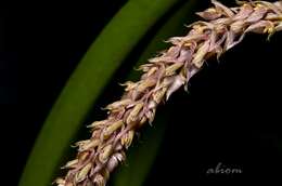 Image of Bulbophyllum lilacinum Ridl.