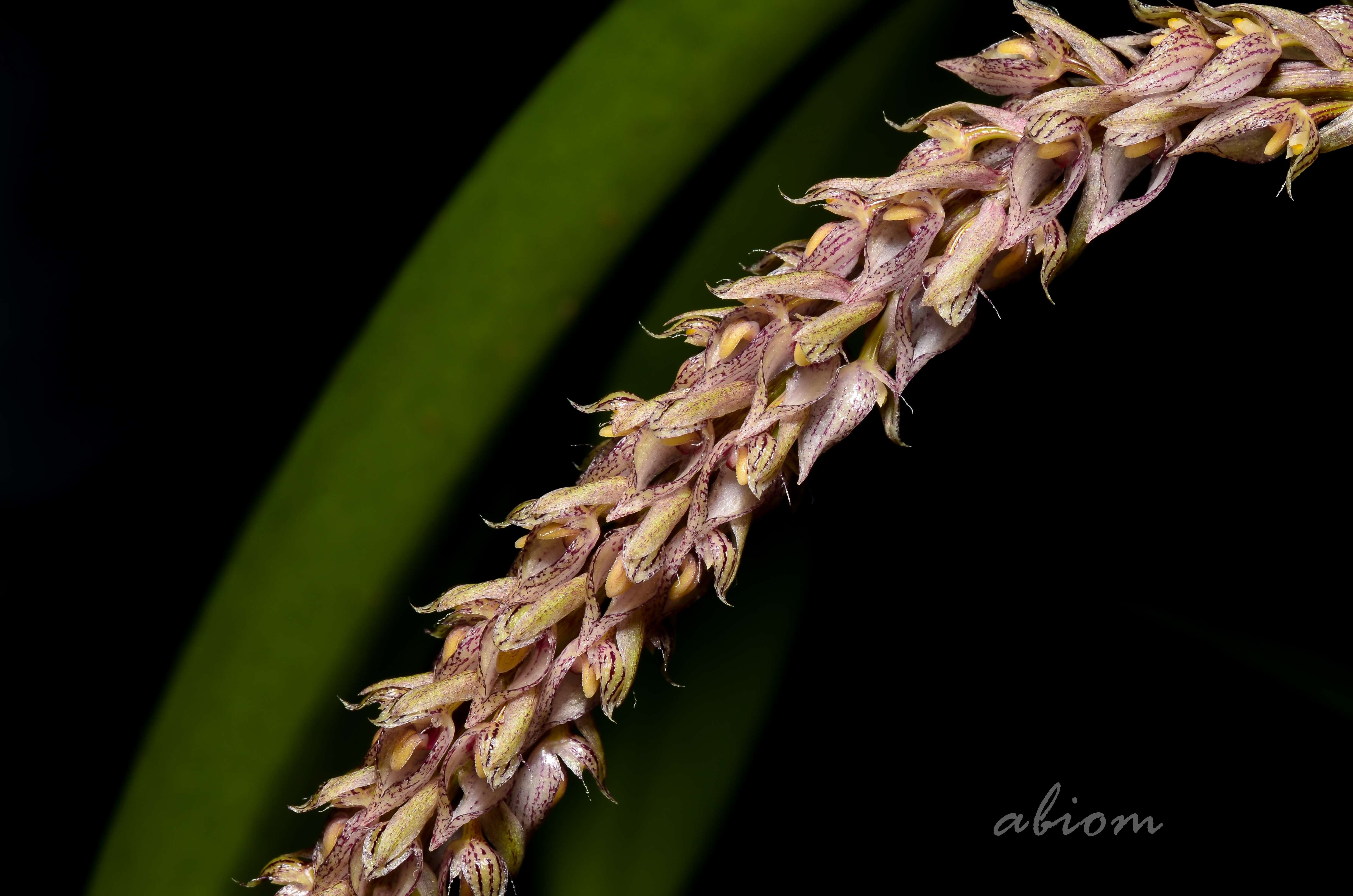 Image de Bulbophyllum lilacinum Ridl.