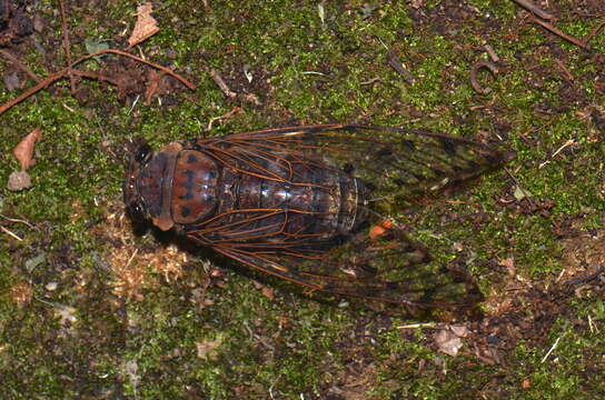 Image of Megapomponia merula (Distant 1905)