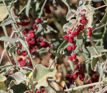 Image of Chenopodium nutans subsp. eremaeum (Paul G. Wilson) S. Fuentes & Borsch