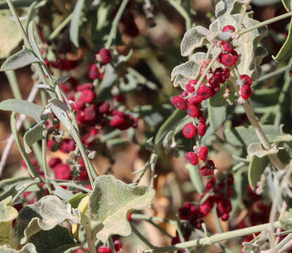 Plancia ëd Chenopodium nutans subsp. eremaeum (Paul G. Wilson) S. Fuentes & Borsch