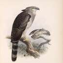 Image of Crested Eagle