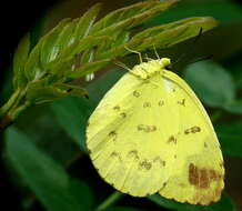 Image de Eurema blanda (Boisduval 1836)