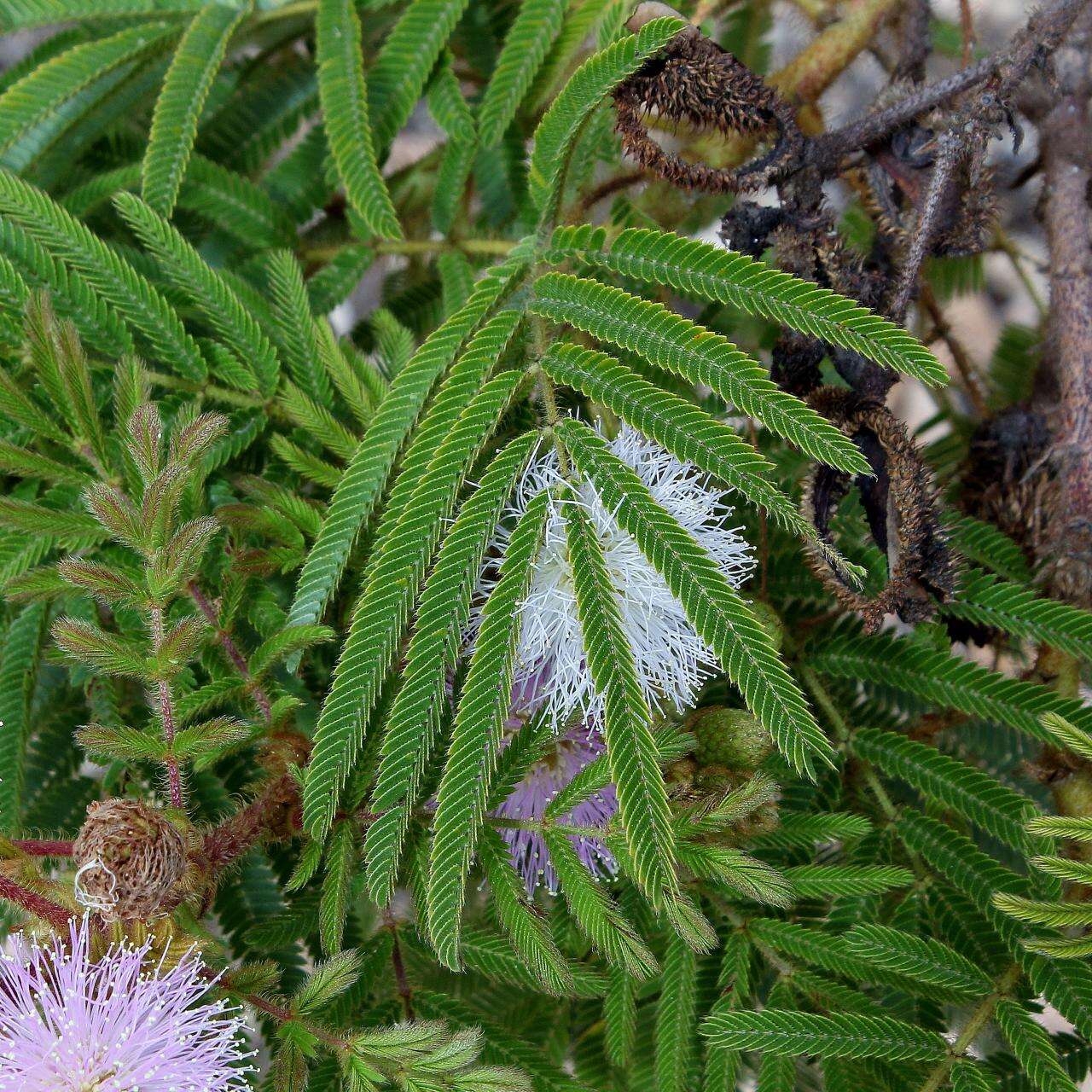 Image of Mimosa claussenii Benth.