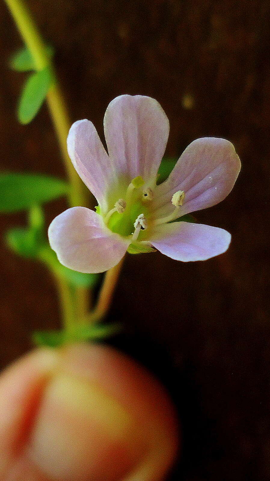 Image of Water Hyssop