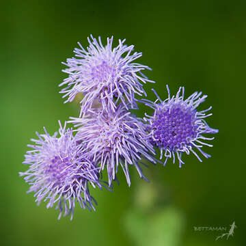 Imagem de Ageratum houstonianum Mill.