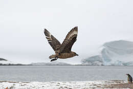 Image of skuas