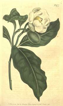 Image of Magnolia liliifera (L.) Baill.