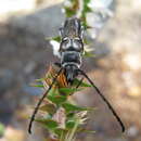 Image of Hesthesis cingulata (Kirby 1818)