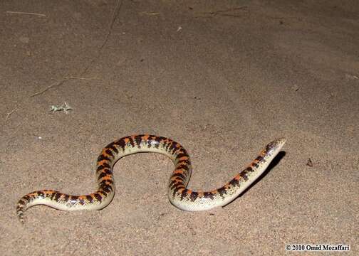 Image of Arabian Sand Boa