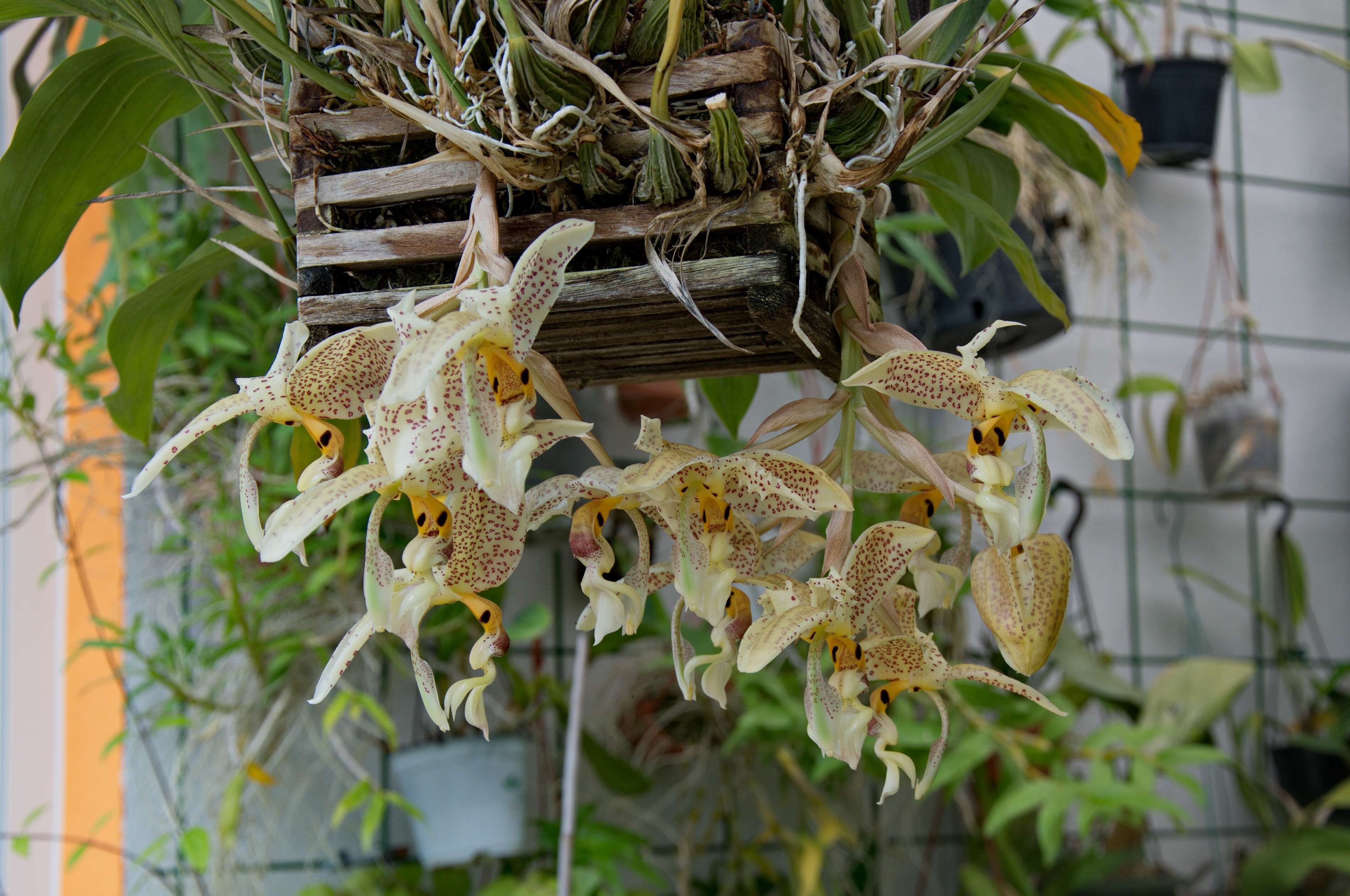 Image of Stanhopea orchid