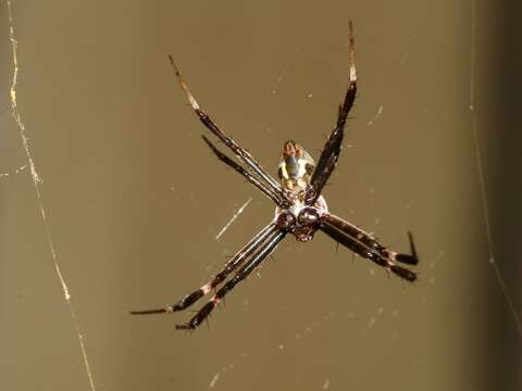 Imagem de Argiope