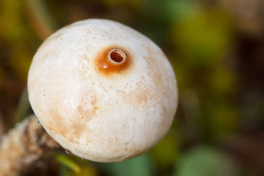 Image of Tulostoma