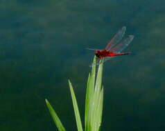 Image of Red-veined Pennant