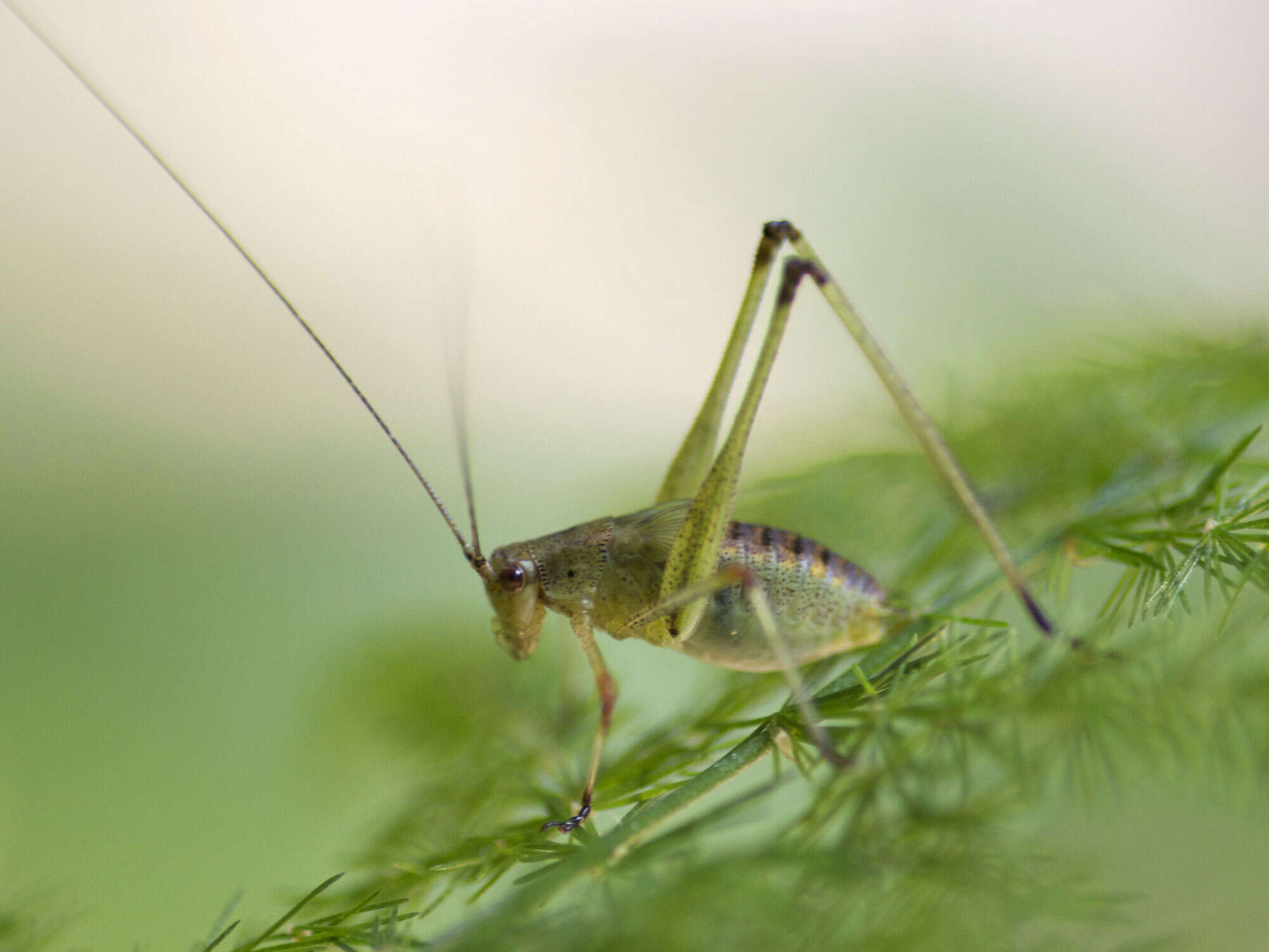 Imagem de Phaneroptera