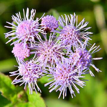 Image de Conoclinium coelestinum (L.) DC.