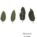 Слика од Quercus parvula var. parvula